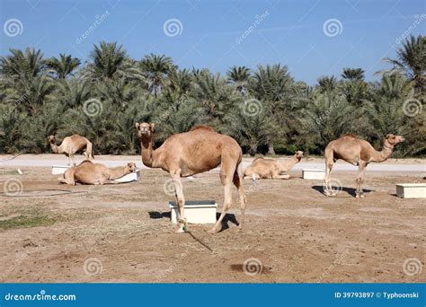 Camel Farm In Bahrain Stock Image Image Of Outdoor Mammals 39793897