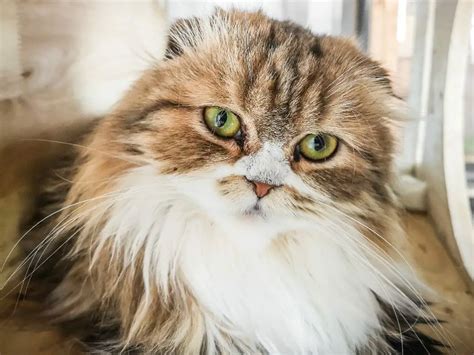 Birman Vs Persian Cat Everything You Should Know When Choosing