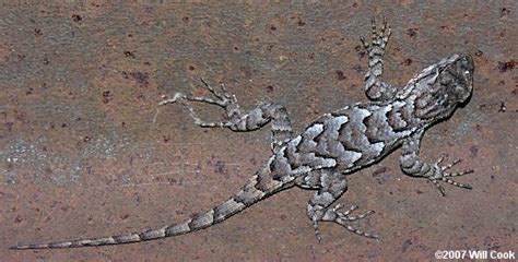 Eastern Fence Lizard Sceloporus Undulatus