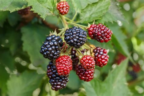 How To Identify Common Wild Berries Farmers Almanac