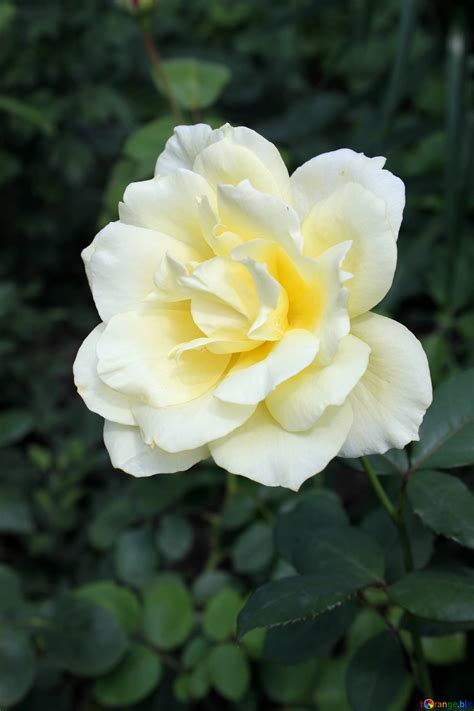 White Rose White Rose Rose Flower № 20627
