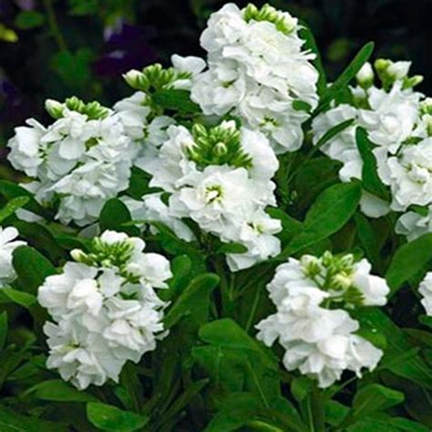 White Evening Or Night Scented Stock Flower Seeds With Images Stock