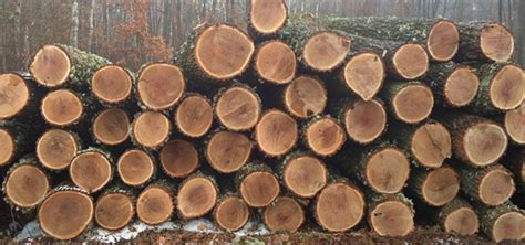 Order Oak Logs At 10 Discount Wood Seller