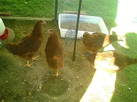Whats The Best Ground Cover For A Run Page 3 Backyard Chickens