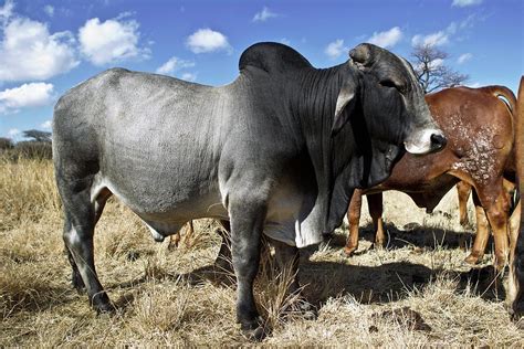 Grey Brahman Bull Photograph By Dr Andre Van Rooyenscience Photo