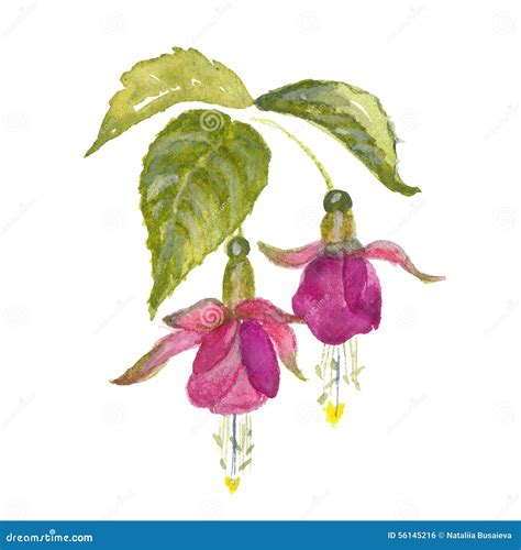 Branch Of Pink Fuchsia Stock Vector Illustration Of Green 56145216