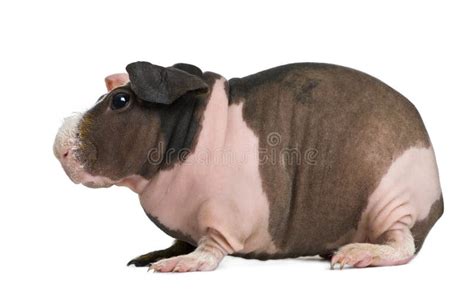 Hairless Guinea Pig Standing Stock Image Image Of Rodent Looking
