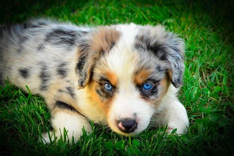 Aussies are smart, trainable, protective, and eager to please. Australian Shepherd Puppies For Sale | Philadelphia, PA ...