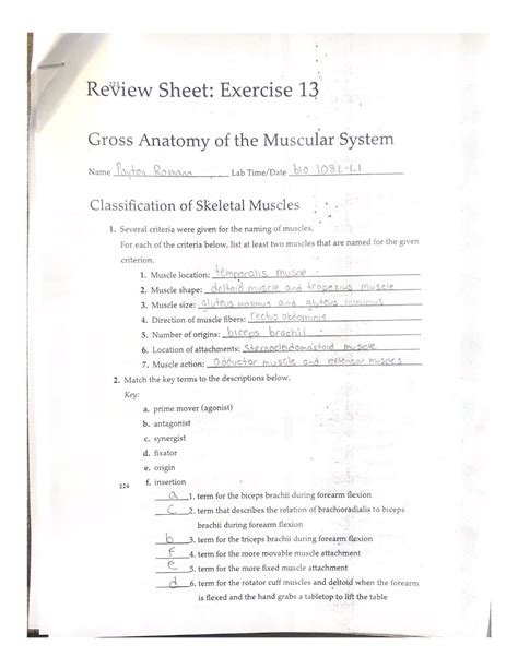 Gross Anatomy Of The Muscular System Review Sheet Exercise 13 Bio