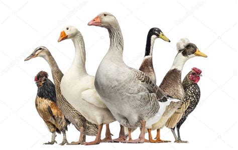 Group Of Ducks Geese And Chickens Isolated On White — Stock Photo