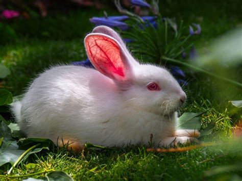 Cute White Baby Rabbit Wallpapers Wallpaper Cave