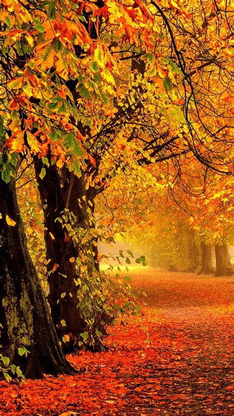 26 Colorful Autumn Wallpaper Iphone Basty Wallpaper