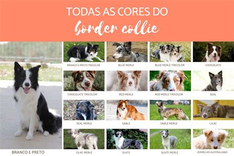 Cores Do Border Collie Todos Os Tipos Com Fotos