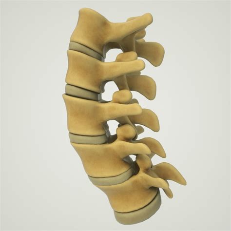 3d Human Lumbar Vertebrae Spine Model Turbosquid 1380988
