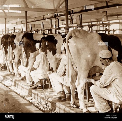 A Dairy Plainsboro New Jersey USA Early 1900s Stock Photo Alamy