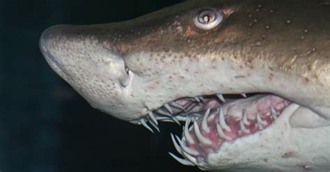 See Rare Footage Of A Shark Showing A Double Jaw Full Of Teeth A Z