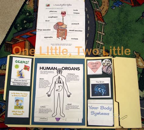 Human Body Lapbook Kindergarten Human Body Lapbook Human Body Unit