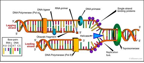 Label The Diagram Of Dna Replication