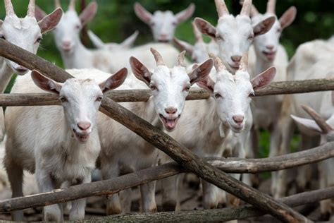 All You Need To Know About Goat Farming The Happy Chicken Coop 2022
