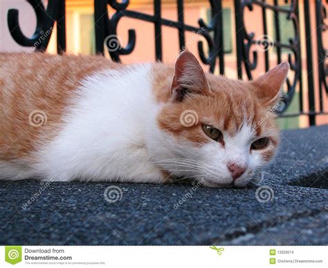 Red And White Cat Stock Photo Image Of Liguria Mediterranean 13329074