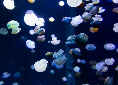 Translucent Jellyfish Inside Huge Aquarium · Free Stock Photo