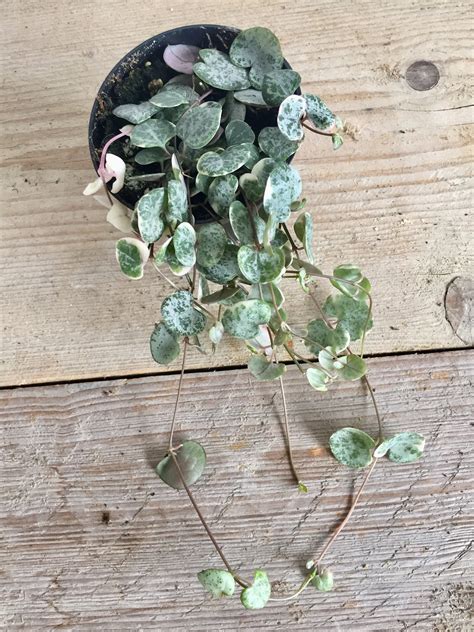 Variegated String Of Hearts Ceropegia Woodii Marlies In 8cm Etsy