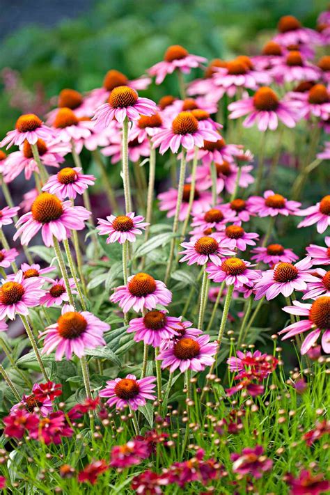 Angelina Lillico Short Perennial Flowers Zone 5 My Enchanting