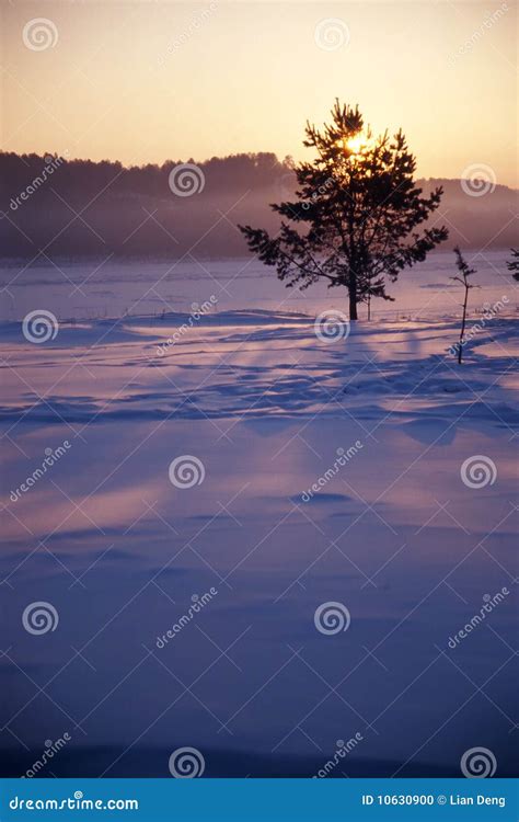 Lonesome Tree In Winter Stock Photo Image Of Winter 10630900