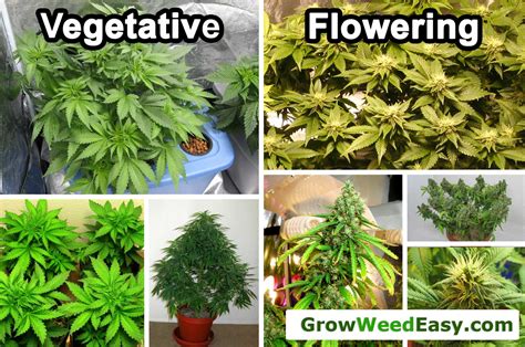 The time the plant takes from the seedling stage to the. Cannabis Light Schedules: Vegetative Stage vs Flowering ...