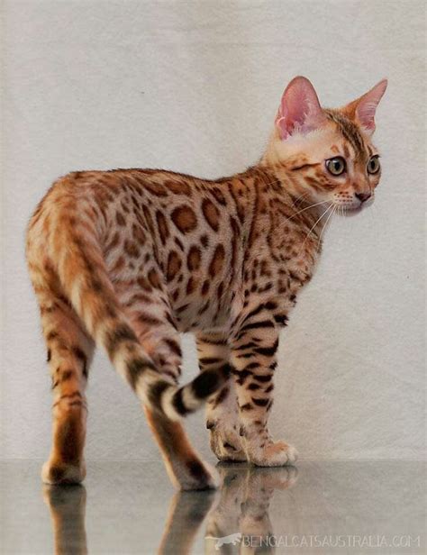 A Cat Standing On Top Of A Shiny Surface