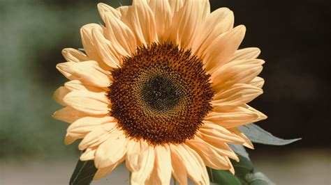 Download Wallpaper 1366x768 Sunflower Flower Plant Bloom Yellow