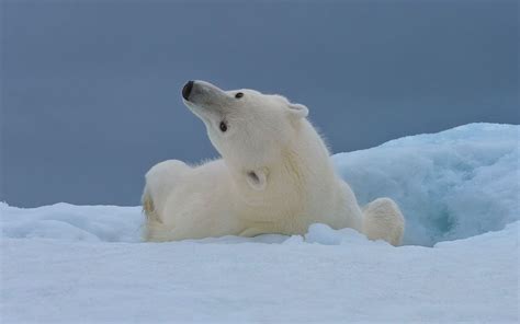 Polar Bear Stretching On The Iceberg Along Spitsbergen Coast Svalbard