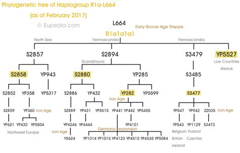 I used the same method as before. Phylogenetic trees of Y-chromosomal haplogroups - Eupedia