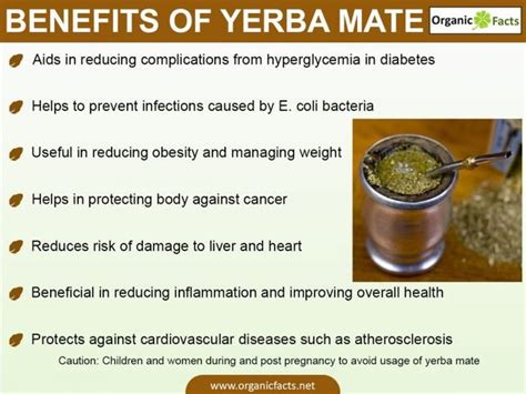 7 Health Benefits Of Yerba Mate Backed By Science Mate