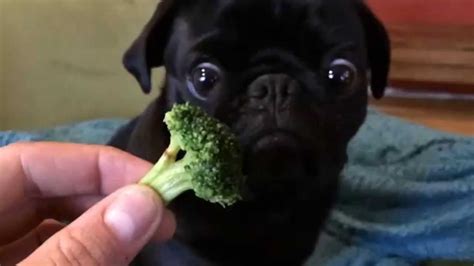 Pug Sees Broccoli For The Very First Time His Reaction I Cant Stop