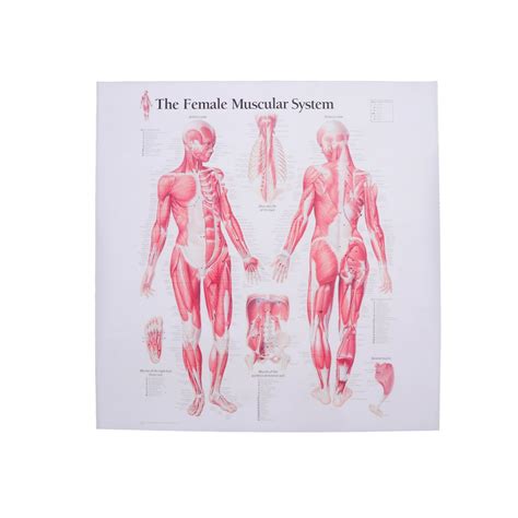 Ukcoco Female Muscular System Silk Poster Anatomical Hanging Picture