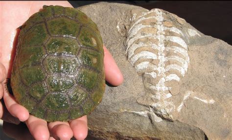 Smithsonian Insider Discovery Turtle Shells Appeared 40 Million