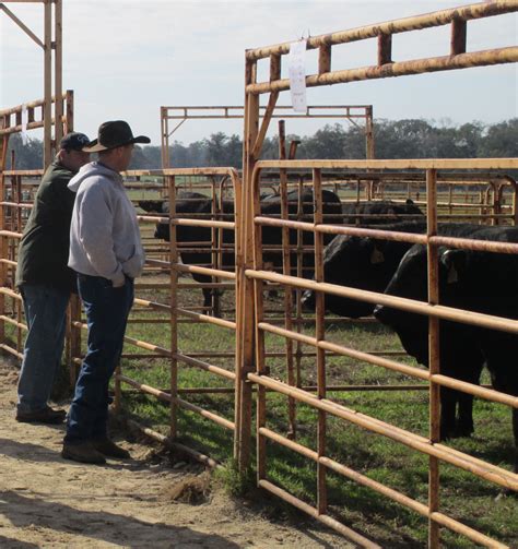 Friday Feature Epd Basics For Bull Selection Panhandle Agriculture