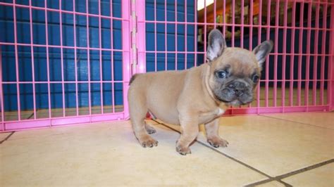 White french bulldogs are pure white, unlike creams which the diluted blue causes their coat to be more of a grayish blue brindle and a very pretty color. Pretty Lilac Fawn with Blue Eyes, French Bulldog Puppies ...