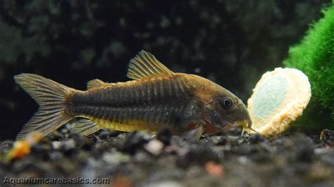 Cory Catfish Care Diet Size Tankmates And Lifespan Video