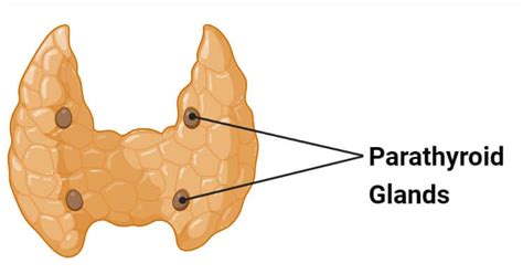 Parathyroid Gland Structure