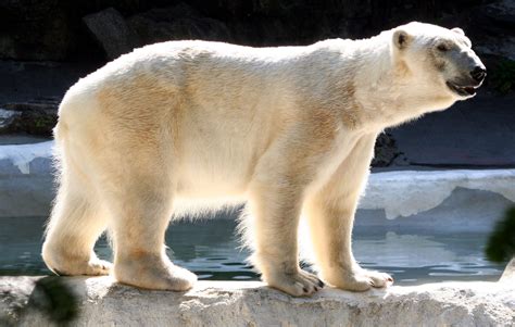 Endangered And Extinct Animals Canadas Failure To Protect Polar Bears