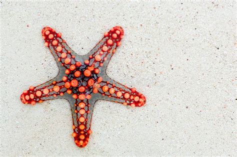 Starfish Invertebrate Echinoderm Marine Invertebrates Picture Image