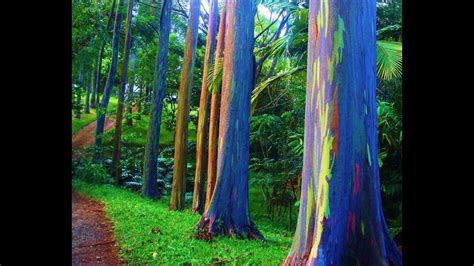 These Rainbow Eucalyptus Trees Are Real I Have Two Out Back From Seed