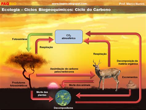 Faqbio Apoio Ao Estudo De Biologia Ficha Resumo Ecologia Ciclo Do