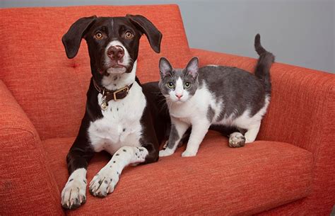 Can A Cat And Dog Be Friends Best Friends Animal Society