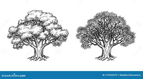 Ink Sketch Of Oak Tree Stock Vector Illustration Of Isolated 131934379