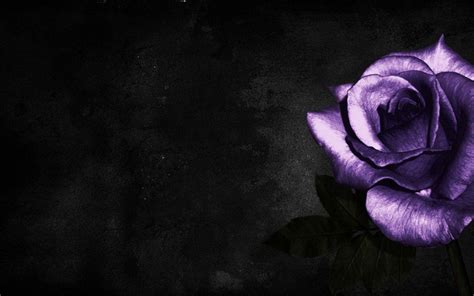 Purple And Black Roses Wallpapers Wallpaper Cave