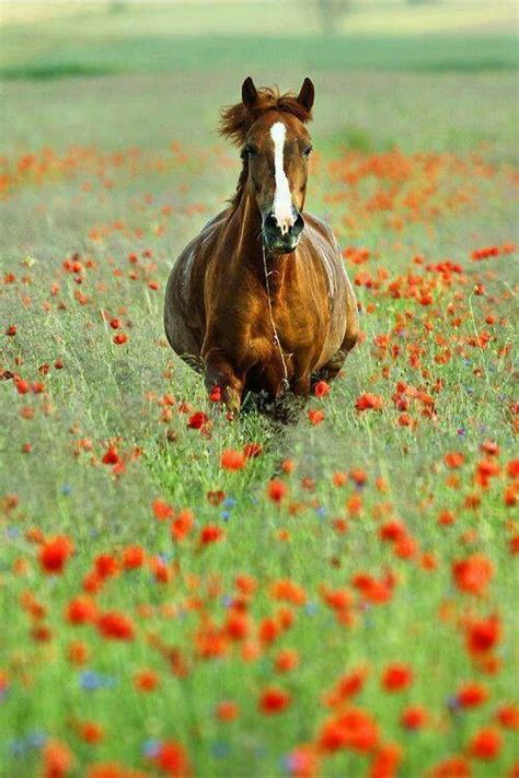Horse In A Field Of Flowers Horses Pinterest