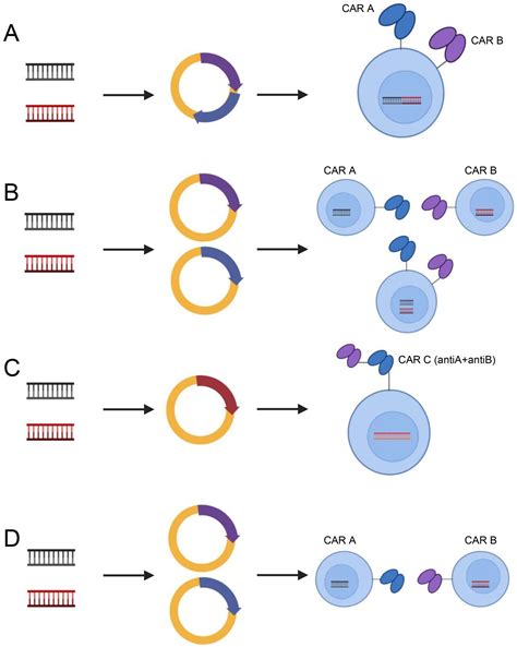 Cancers Free Full Text Challenges Of Anti Mesothelin Car T Cell Therapy